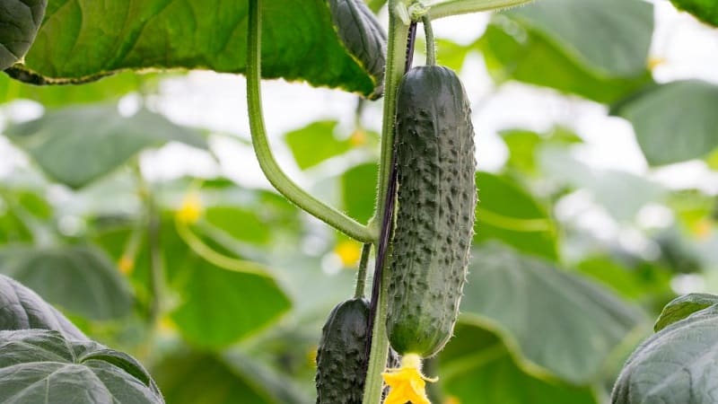 Juicy Adam cucumbers with a delicate sweetish taste from Dutch breeders