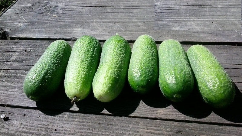 Juicy Adam cucumbers with a delicate sweetish taste from Dutch breeders