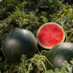 What is good about the Icarus watermelon variety and why is it worth growing?