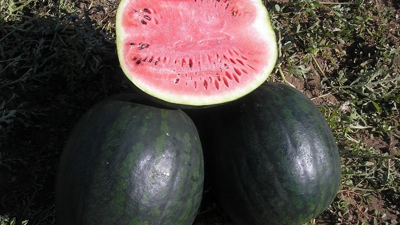 What is good about the Icarus watermelon variety and why is it worth growing?