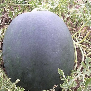 What is good about the Icarus watermelon variety and why is it worth growing?