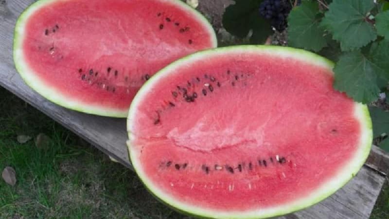 What is good about the Icarus watermelon variety and why is it worth growing?