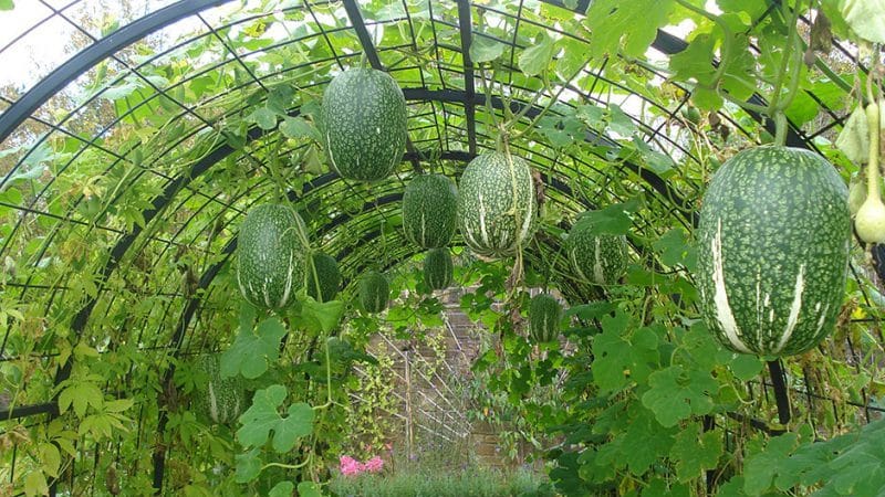What is figleaf pumpkin: features of the species and its use in cooking and folk medicine