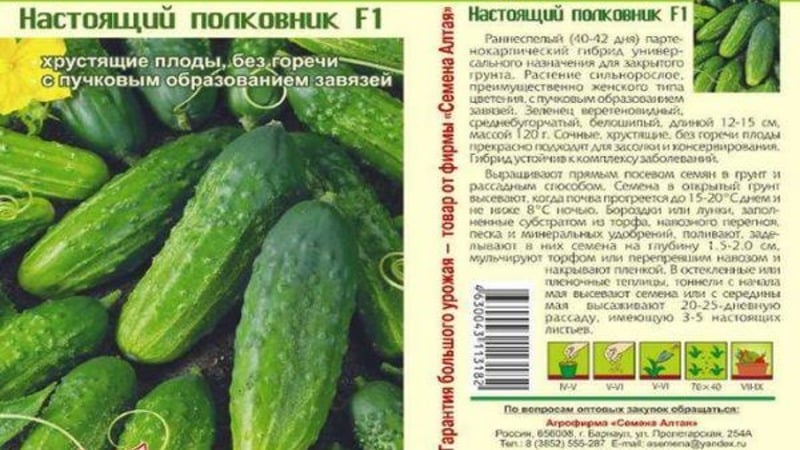 A universal variety of cucumbers, a real colonel, loved by many summer residents