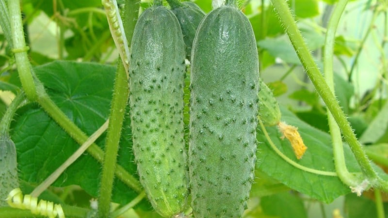 A universal variety of cucumbers, a real colonel, loved by many summer residents