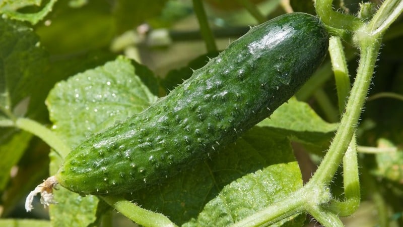 A universal variety of cucumbers, a real colonel, loved by many summer residents