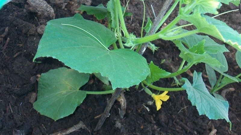 A universal variety of cucumbers, a real colonel, loved by many summer residents