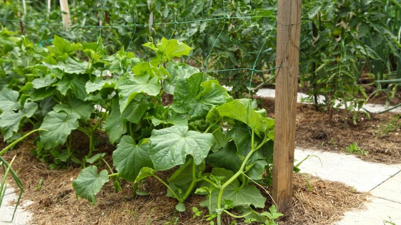 A universal variety of cucumbers, a real colonel, loved by many summer residents