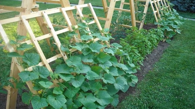 A universal variety of cucumbers, a real colonel, loved by many summer residents