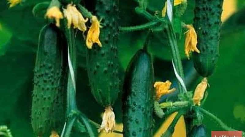 A universal variety of cucumbers, a real colonel, loved by many summer residents