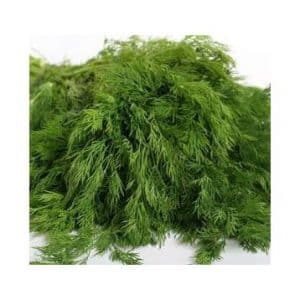 Important steps for obtaining a good harvest of Alligator dill: from seed preparation to disease prevention