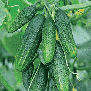 Early maturing cucumber hybrid Connie f1, resistant to weather conditions and diseases