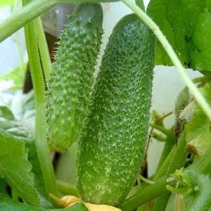 Early maturing cucumber hybrid Connie f1, resistant to weather conditions and diseases