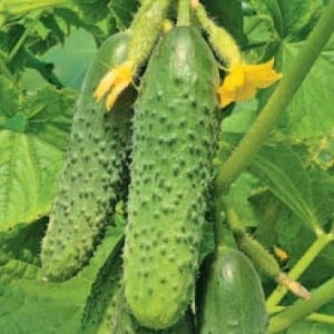 Time-tested and beloved by gardeners, the Othello cucumber from Dutch breeders