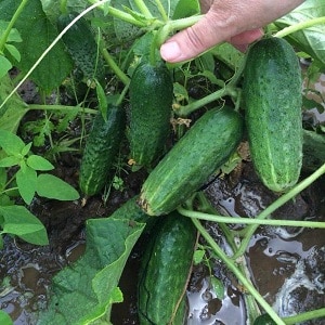 Time-tested and beloved by gardeners, the Othello cucumber from Dutch breeders