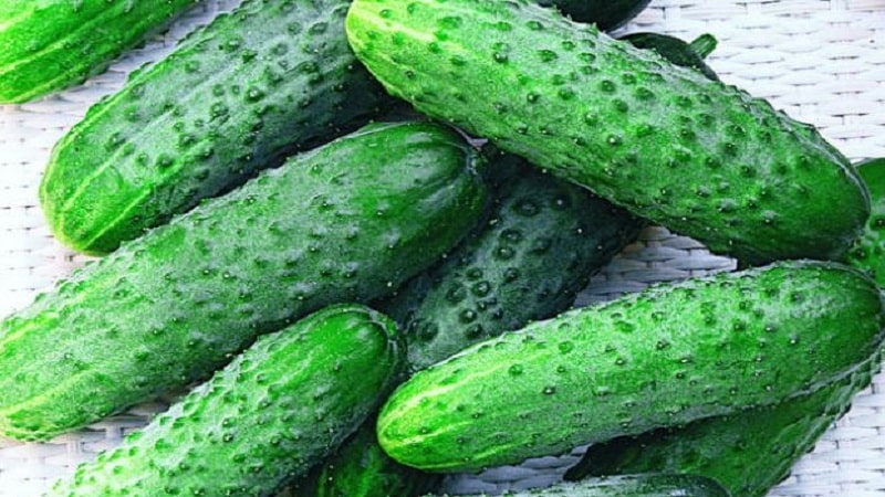 Time-tested and beloved by gardeners, the Othello cucumber from Dutch breeders