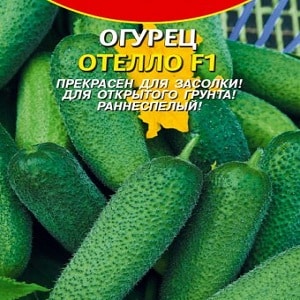 Time-tested and beloved by gardeners, the Othello cucumber from Dutch breeders