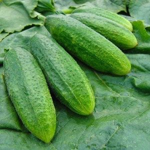 Time-tested and beloved by gardeners, the Othello cucumber from Dutch breeders