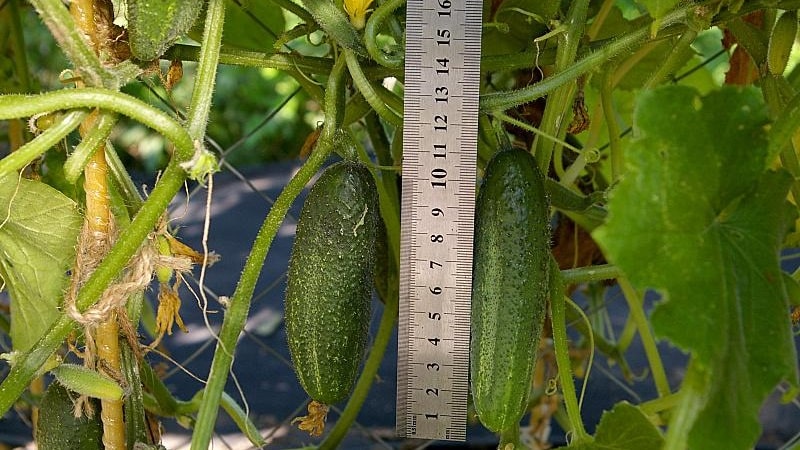 Time-tested and beloved by gardeners, the Othello cucumber from Dutch breeders