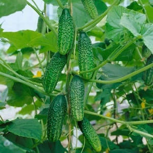 Time-tested and beloved by gardeners, the Othello cucumber from Dutch breeders