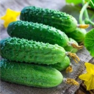 Time-tested and beloved by gardeners, the Othello cucumber from Dutch breeders