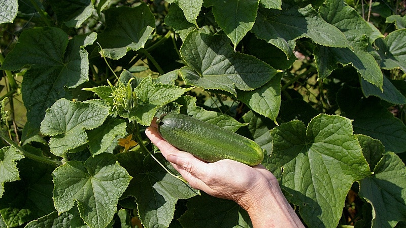 Time-tested and beloved by gardeners, the Othello cucumber from Dutch breeders