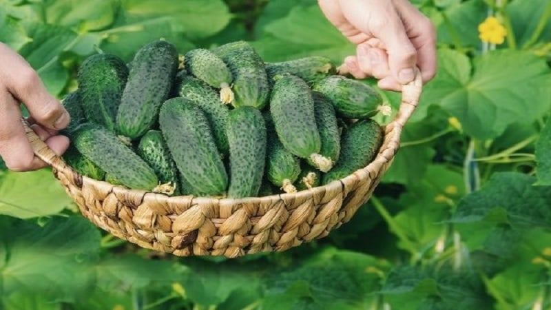 Why do many summer residents love the Amur cucumber hybrid so much: a review of characteristics, advantages and disadvantages