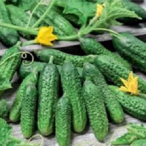 Why do many summer residents love the Amur cucumber hybrid so much: a review of characteristics, advantages and disadvantages