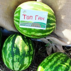 Early ripe hybrid watermelon Top Gun from Dutch breeders