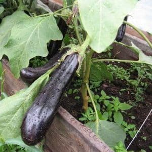 What is good about eggplant Ilya Muromets: reviews from summer residents and features of agricultural technology