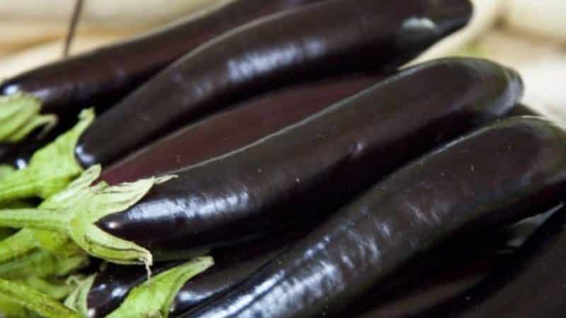 What is good about eggplant Ilya Muromets: reviews from summer residents and features of agricultural technology