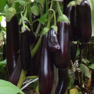 What is good about eggplant Ilya Muromets: reviews from summer residents and features of agricultural technology