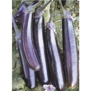 Easy-to-care and amazing-tasting eggplant King of the Market