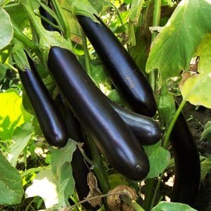 Heat-loving eggplant hybrid Valentina f1 from Dutch breeders