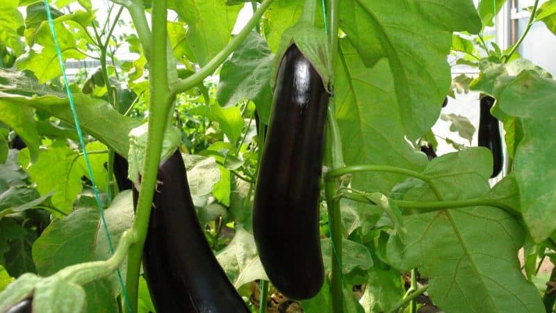 Heat-loving eggplant hybrid Valentina f1 from Dutch breeders