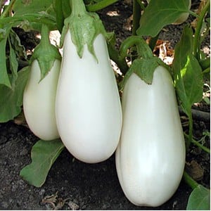 What difficulties should a summer resident prepare for when growing eggplant Taste of mushrooms?