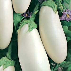 What difficulties should a summer resident prepare for when growing eggplant Taste of mushrooms?