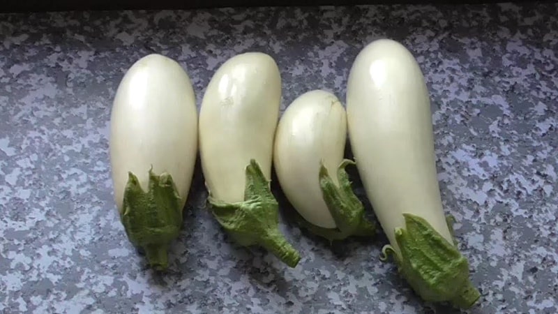 Pros and cons of Bibo eggplant and a guide to growing it