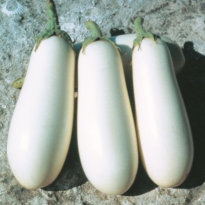 Pros and cons of Bibo eggplant and a guide to growing it