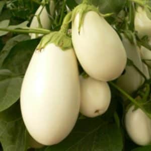 Pros and cons of Bibo eggplant and a guide to growing it