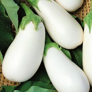 Pros and cons of Bibo eggplant and a guide to growing it