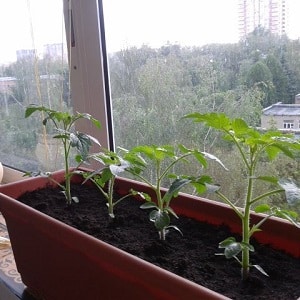 A rich harvest of tomatoes all year round: how to grow tomatoes on the balcony and what is needed for this