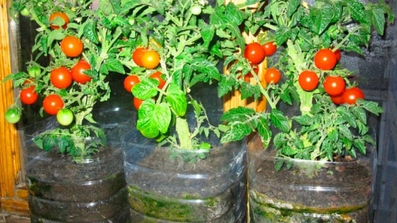 A rich harvest of tomatoes all year round: how to grow tomatoes on the balcony and what is needed for this