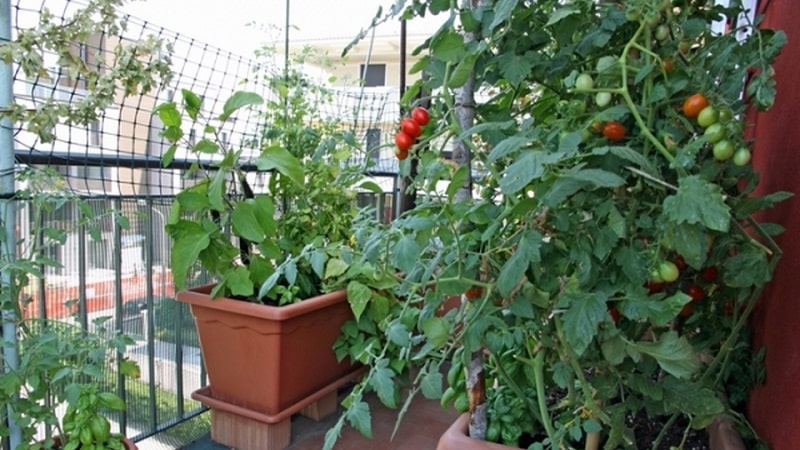 A rich harvest of tomatoes all year round: how to grow tomatoes on the balcony and what is needed for this