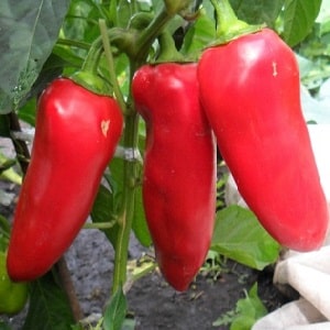 Bulgarian pepper Kupets: advantages and disadvantages of the variety, nuances of cultivation to obtain a rich harvest