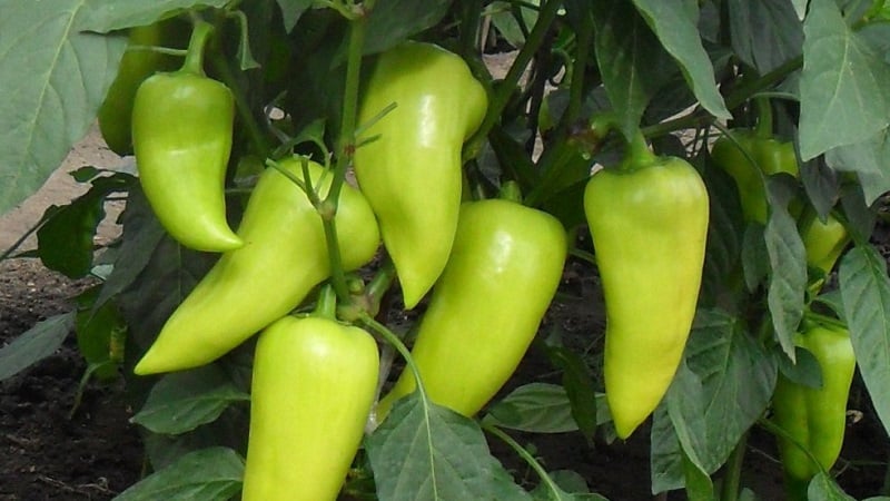 Bulgarian pepper Kupets: advantages and disadvantages of the variety, nuances of cultivation to obtain a rich harvest
