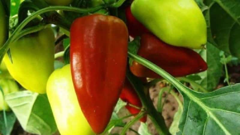 Bulgarian pepper Kupets: advantages and disadvantages of the variety, nuances of cultivation to obtain a rich harvest