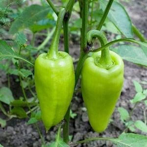 Bulgarian pepper Kupets: advantages and disadvantages of the variety, nuances of cultivation to obtain a rich harvest