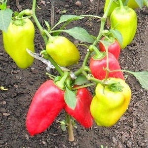 Bulgarian pepper Kupets: advantages and disadvantages of the variety, nuances of cultivation to obtain a rich harvest