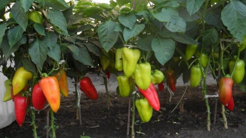 Bulgarian pepper Kupets: advantages and disadvantages of the variety, nuances of cultivation to obtain a rich harvest